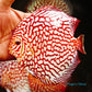 5.5"	Red Eagle