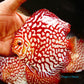 5.5"	Red Eagle