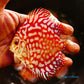 4"	Red Eagle