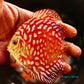 4"	Red Eagle