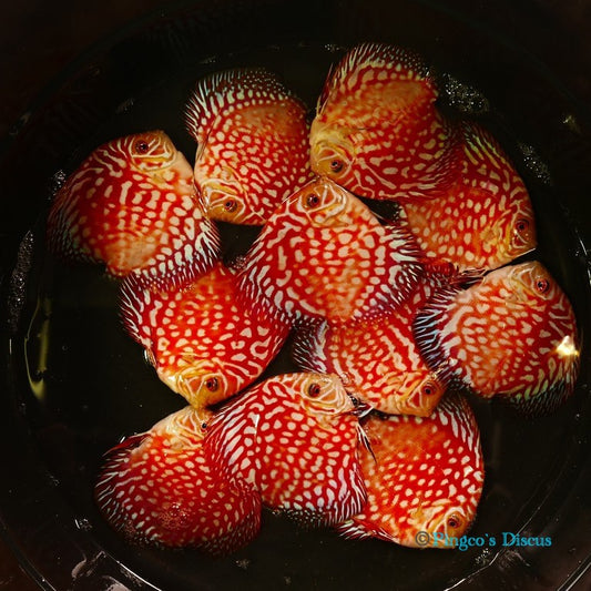 4"	Red Eagle