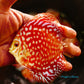 4"	Red Eagle