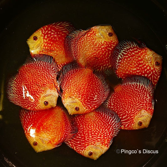 4"	Red Eagle Snakeskin
