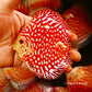 4"	Red Eagle