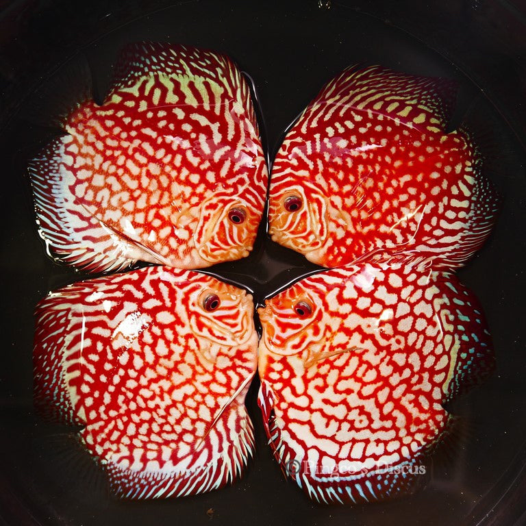 5.5+"	Red Eagle