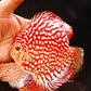 5.5+"	Red Eagle