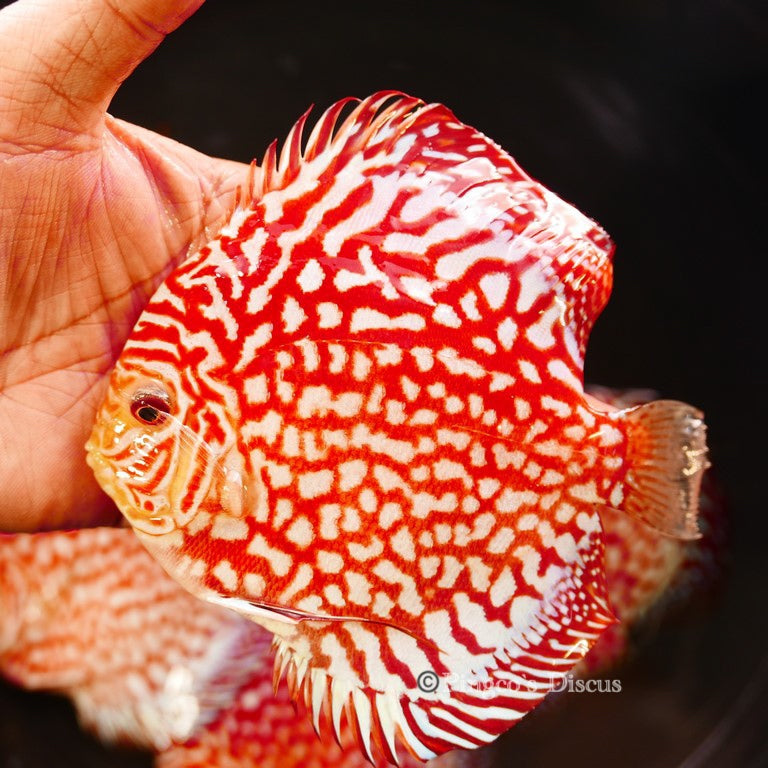 5.5+"	Red Eagle