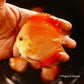 3.5-4"	Red Flamingo