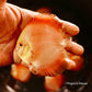 3.5-4"	Red Flamingo