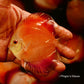 3.5-4"	Red Flamingo