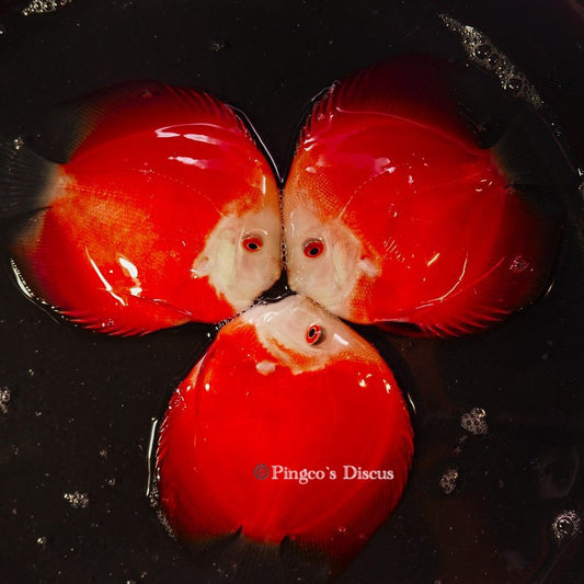 5"	Red Golden Diamond