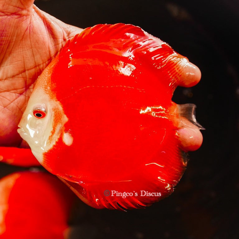 5"	Red Golden Diamond