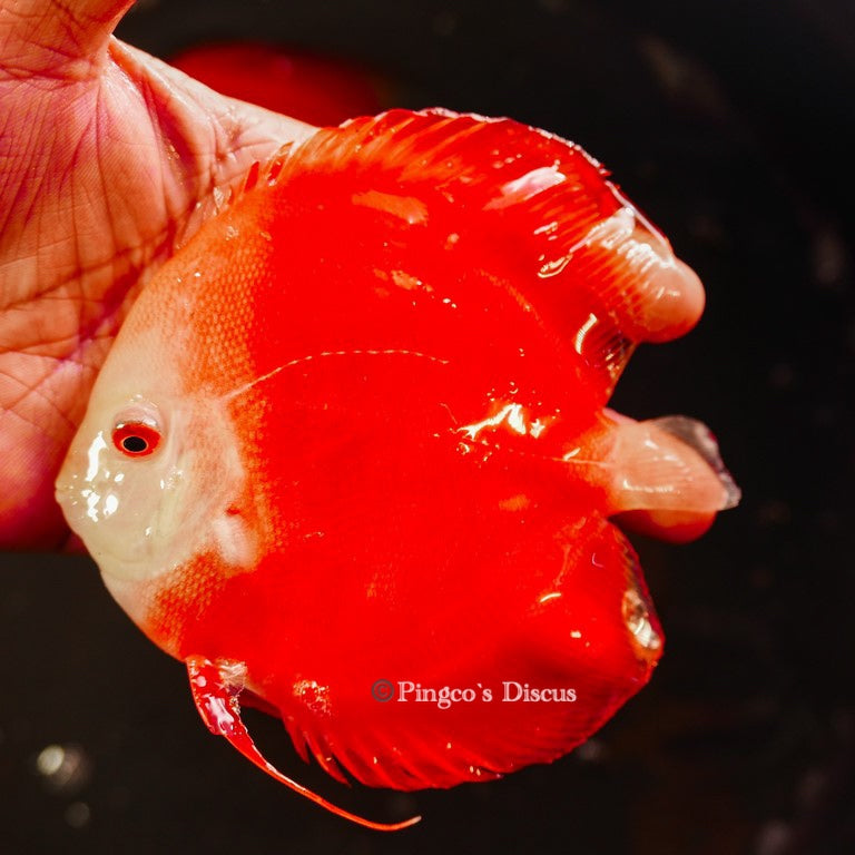 5"	Red Golden Diamond