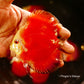 4"	Red Melon
