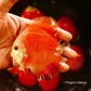4"	Red Melon