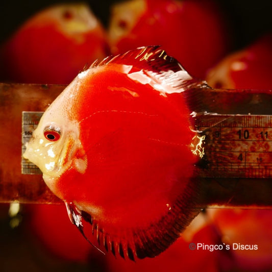 4"	Red Melon