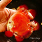 4"	Red Melon
