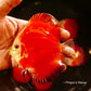 4"	Red Melon