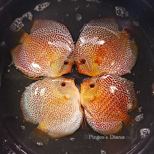 5.5+"	Red Spotted Green Snakeskin Cross