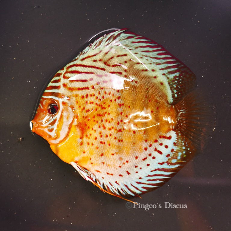 6"-	Red Spotted Green Cross