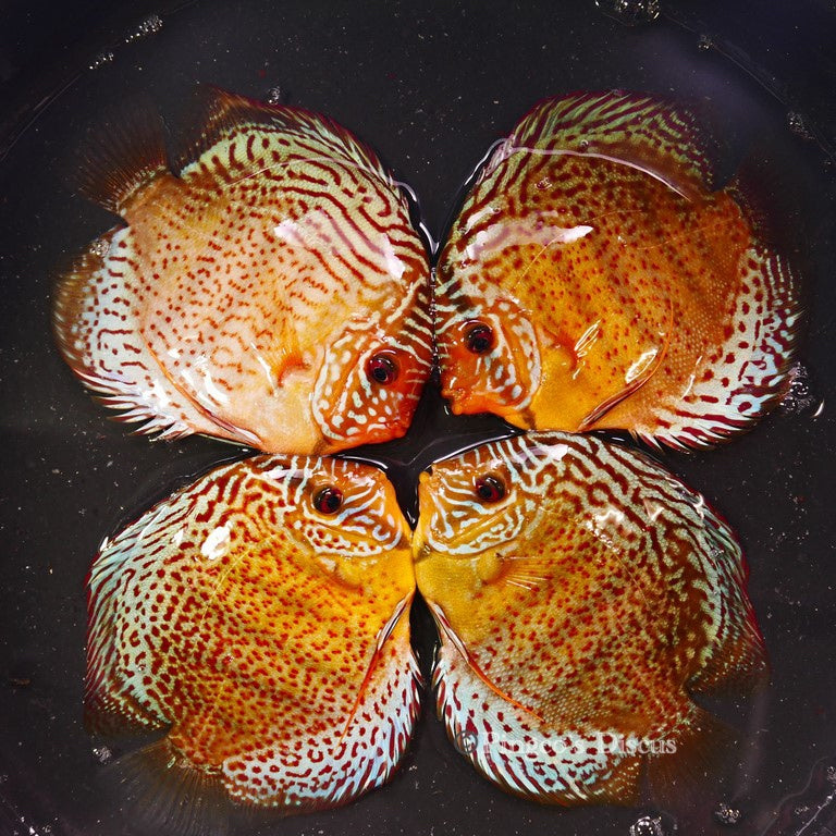 5.5+-"	Red Spotted Green Cross