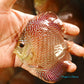 4+"	Red Snakeskin