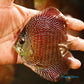 4+"	Red Snakeskin