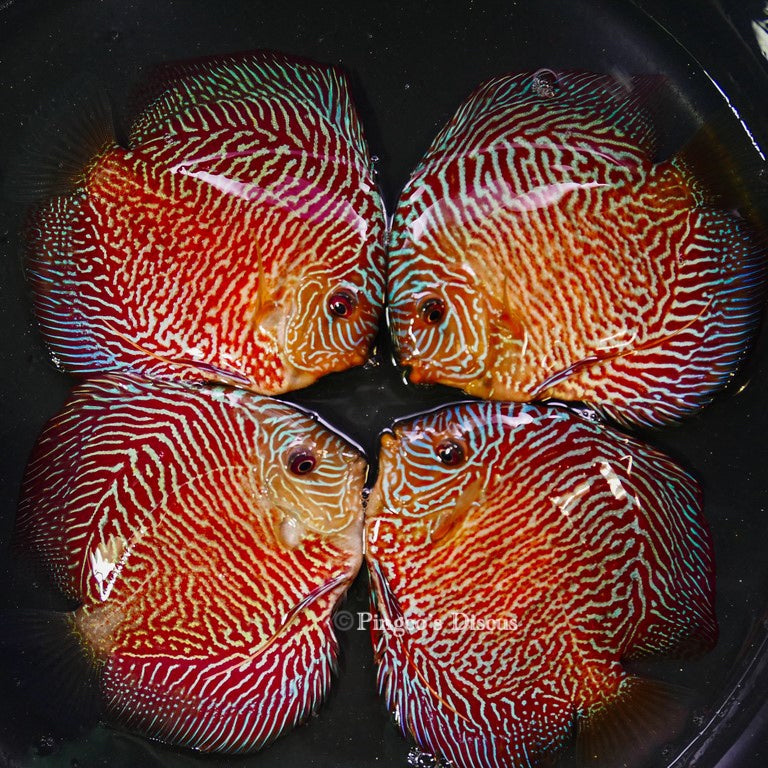 5-5.5"	Red Tiger Snakeskin