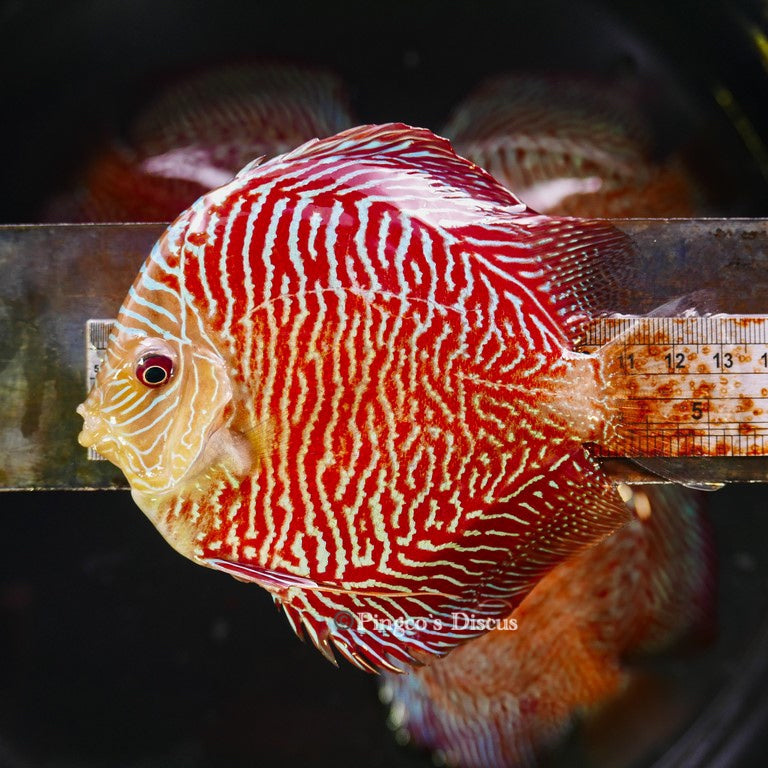 5-5.5"	Red Tiger Snakeskin