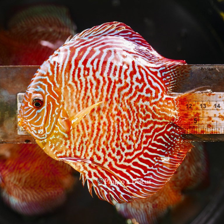 5-5.5"	Red Tiger Snakeskin