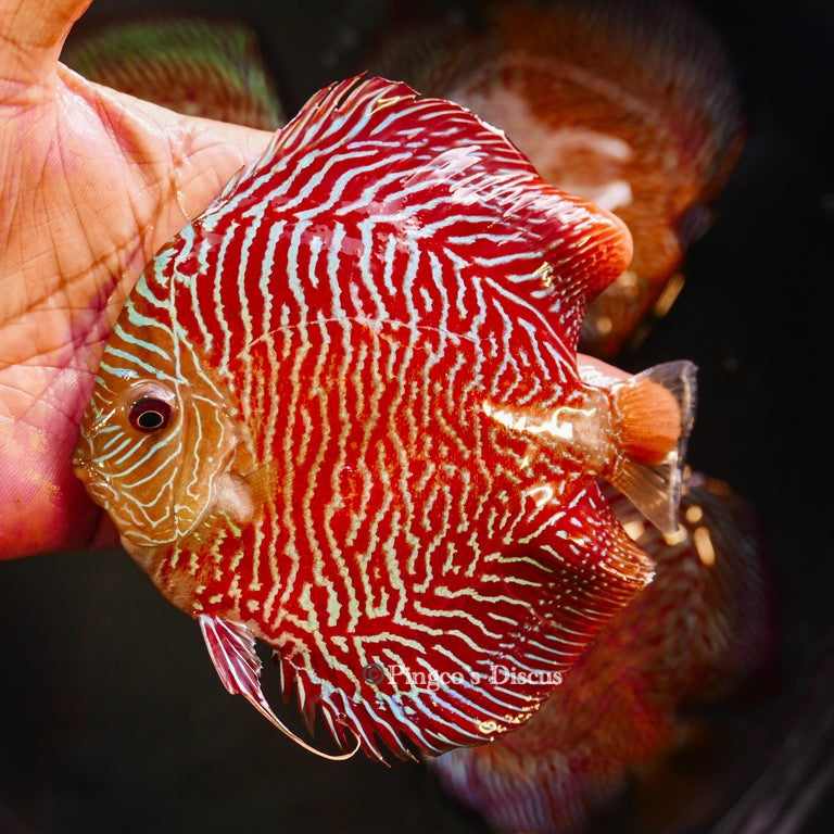 5-5.5"	Red Tiger Snakeskin