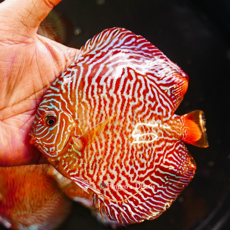 5-5.5"	Red Tiger Snakeskin