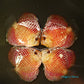4"	Red Tiger Snakeskin