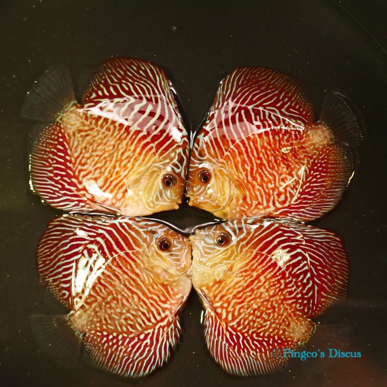 4"	Red Tiger Snakeskin