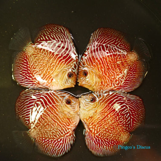 4"	Red Tiger Snakeskin