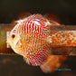 4"	Red Tiger Snakeskin