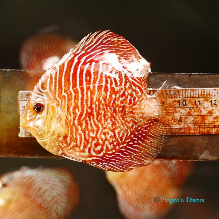 4"	Red Tiger Snakeskin