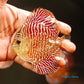 4"	Red Tiger Snakeskin