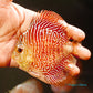 4"	Red Tiger Snakeskin
