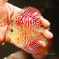 4"	Red Tiger Snakeskin