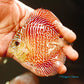 4"	Red Tiger Snakeskin
