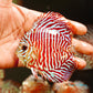 4"	Red Tiger Turquoise