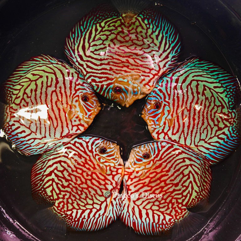 5-5.5"	Red Tiger Turquoise