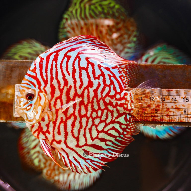 5-5.5"	Red Tiger Turquoise