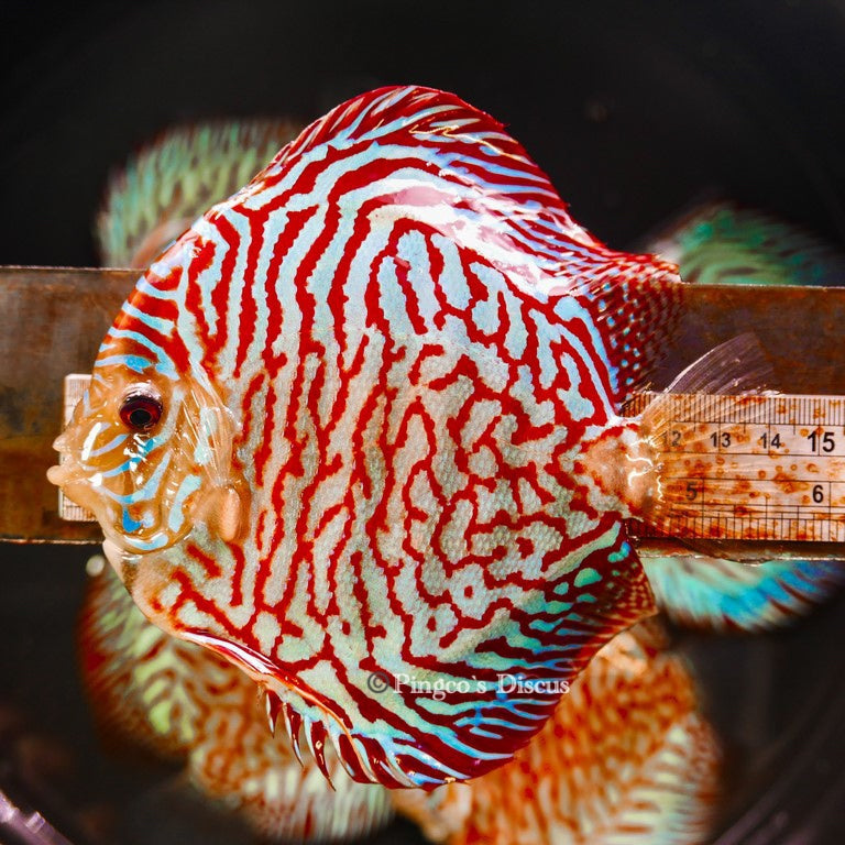 5-5.5"	Red Tiger Turquoise