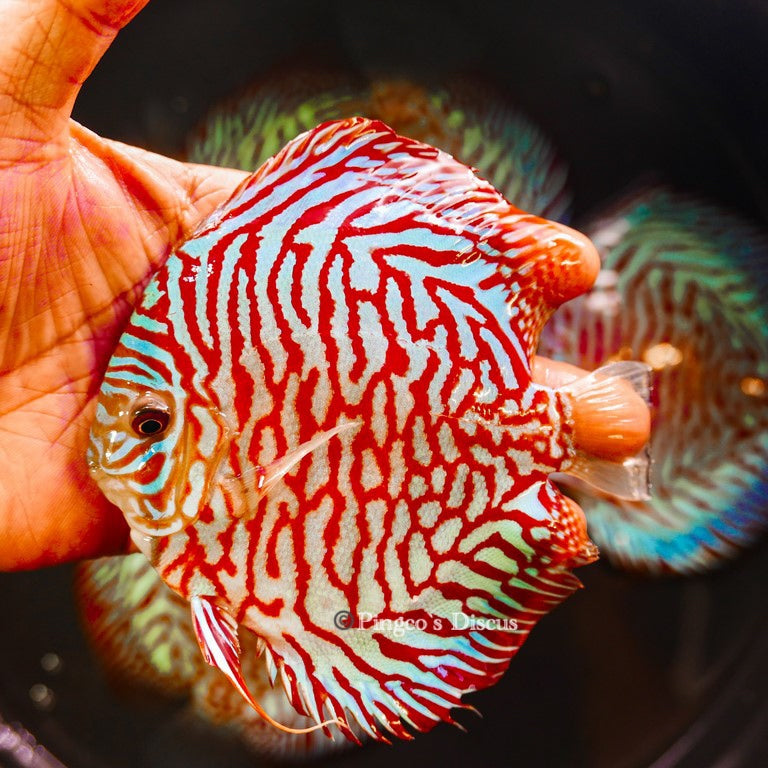 5-5.5"	Red Tiger Turquoise