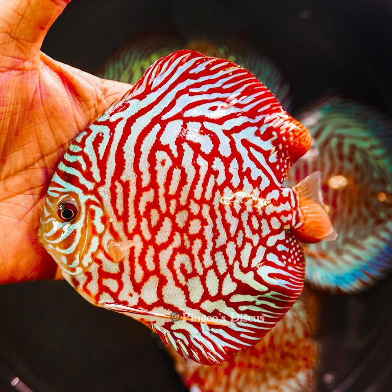 5-5.5"	Red Tiger Turquoise