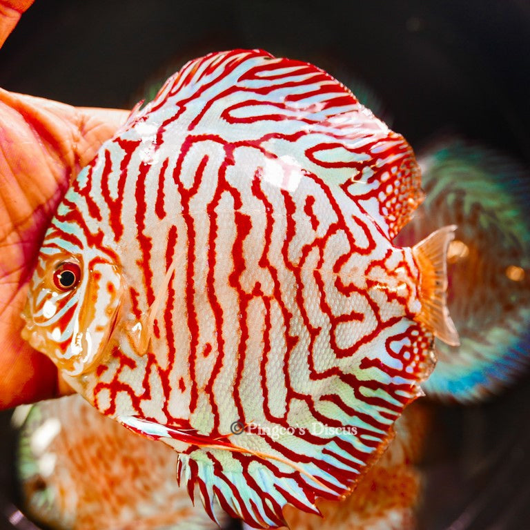 5-5.5"	Red Tiger Turquoise