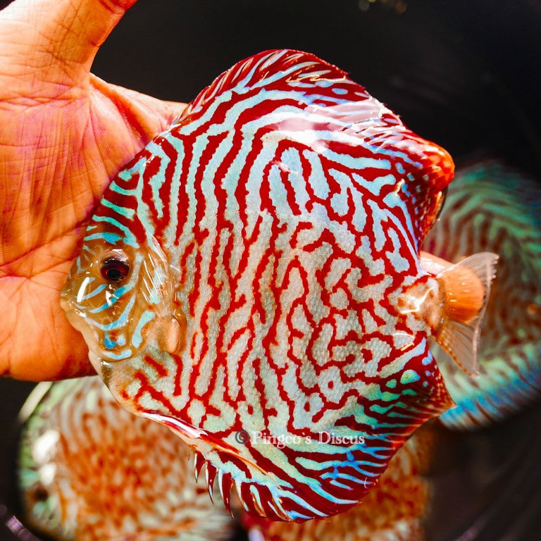 5-5.5"	Red Tiger Turquoise