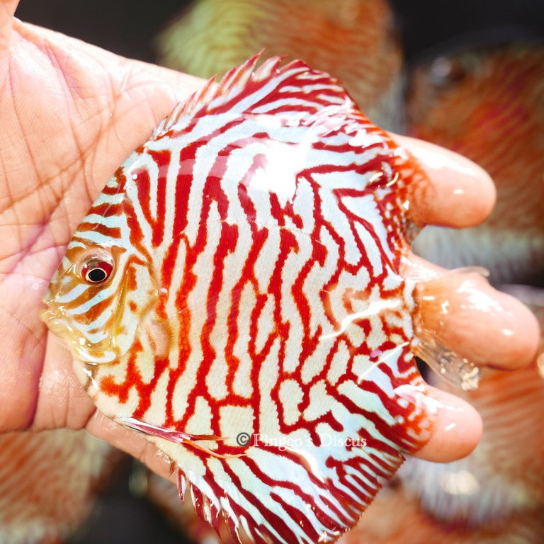 4"	Red Tiger Turquoise (Select Grade)